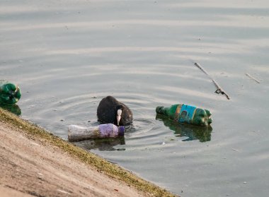 Plastik şişeler (PET) arasında gölde yüzen Avrasyalı yaban ördekleri. Plastik kirliliği kavramı