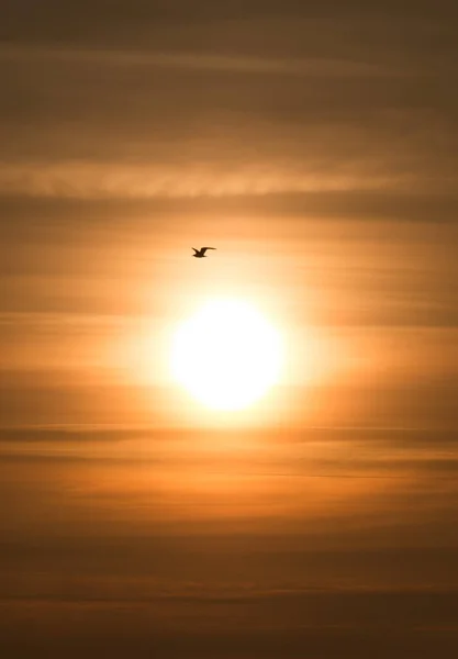 Silhouette Oiseau Volant Coucher Soleil — Photo