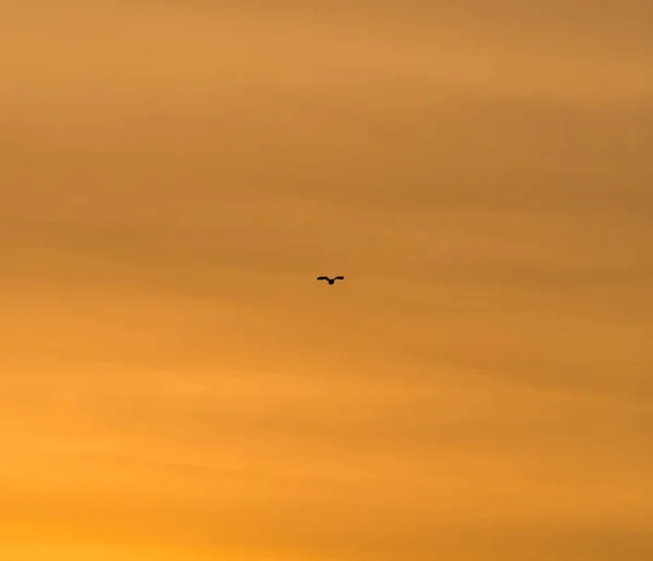 Silhouette Uccello Che Vola Tramonto Contro Cielo Cremisi — Foto Stock