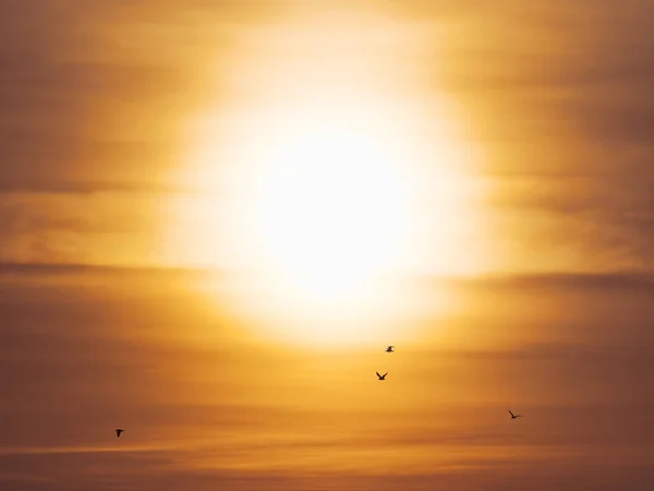 Silhouette Oiseau Volant Coucher Soleil — Photo