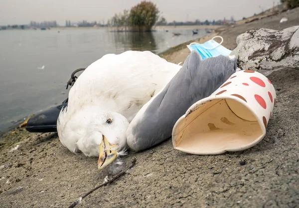 Una Gaviota Muerta Pájaro Borde Del Agua Rodeado Basura Concepto — Foto de Stock