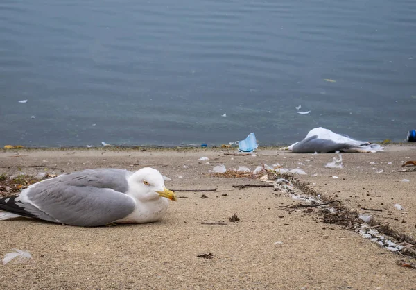 在罗马尼亚布加勒斯特的Dambovita湖上死亡的海鸥或鸟 — 图库照片