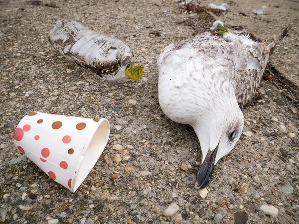 海鸥死了的海鸥或鸟 停在塑料废料旁边的水边塑料污染概念 — 图库照片