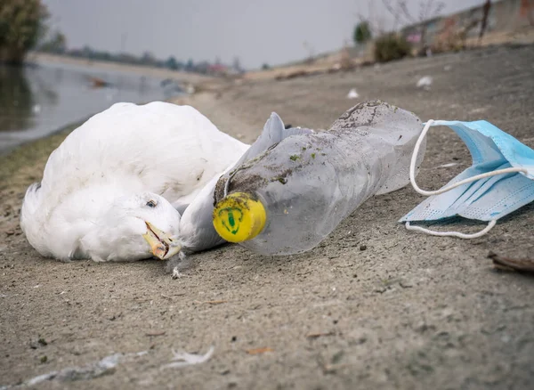 Plastik şişelerin (PET) yanında su kenarında ölü bir martı ya da kuş ve yüz maskesi. Plastik kirliliği kavramı.