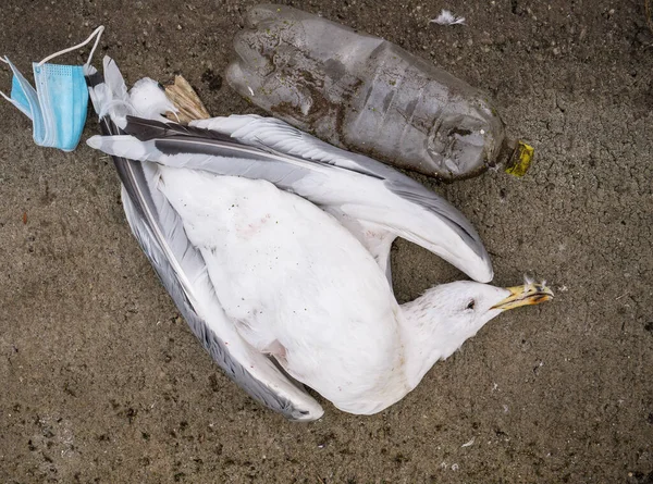 Una Gaviota Muerta Pájaro Borde Del Agua Junto Botellas Plástico — Foto de Stock