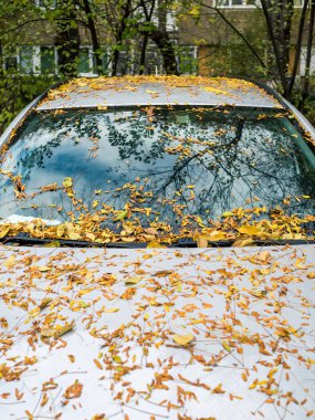 Sonbahar sarısı yapraklar arabanın ön camında ve kaputunda