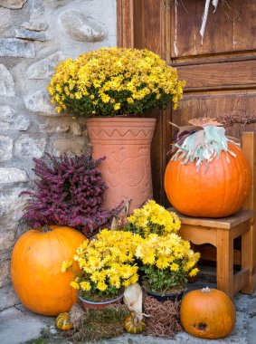 Büyük turuncu balkabakları ve sarı çiçekli vazo..