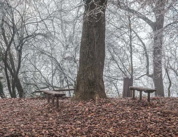 Nebliger Morgen Ende Der Herbstlandschaft Zwei Bänke Neben Einem Baumstamm — Stockfoto