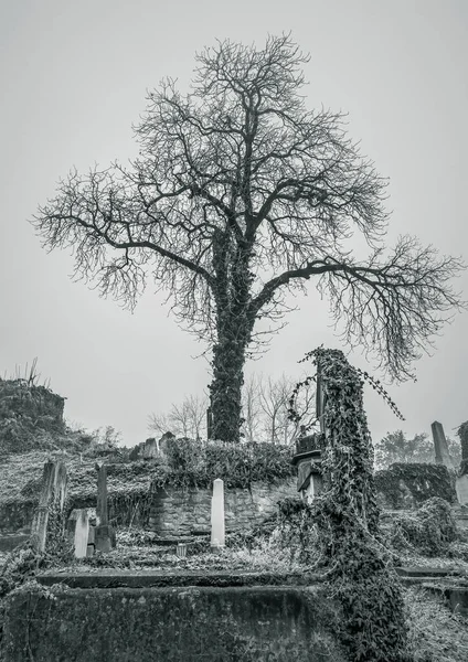 Árvore Cemitério Que Guarda Sobre Sepulturas Lápides — Fotografia de Stock