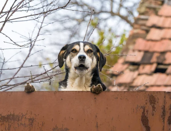 Stray dog barking over the rusted fence, in Romania