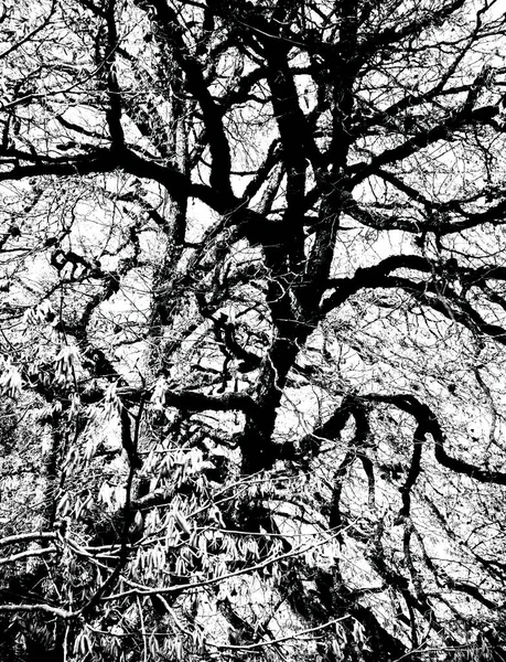 Abstraktes Schwarz Weiß Bild Mit Den Verworrenen Ästen Eines Baumes — Stockfoto
