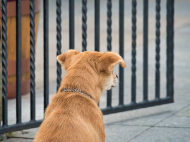 Turuncu bir köpek ve açık metal bir kapı..
