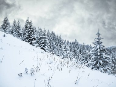 Taze beyaz karla kaplı çam ağaçlarıyla kaplı kış manzarası. Romanya 'daki Karpat Dağları