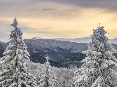 Taze beyaz karla kaplı çam ağaçlarıyla kaplı kış manzarası. Romanya 'daki Karpat Dağları gün batımında.