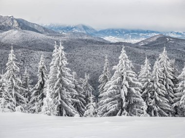 Taze beyaz karla kaplı çam ağaçlarıyla kaplı kış manzarası. Romanya 'daki Karpat Dağları