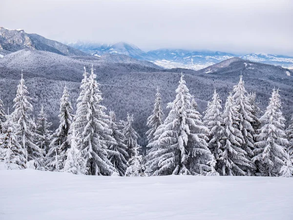 Zimowy Krajobraz Sosnami Pokrytymi Świeżym Białym Śniegiem Góry Karpackie Rumunii — Zdjęcie stockowe