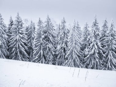 Taze beyaz karla kaplı çam ağaçlarıyla kaplı kış manzarası. Romanya 'daki Karpat Dağları