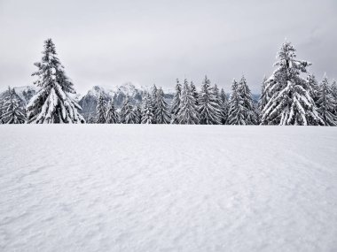 Taze beyaz karla kaplı çam ağaçlarıyla kaplı kış manzarası. Romanya 'daki Karpat Dağları