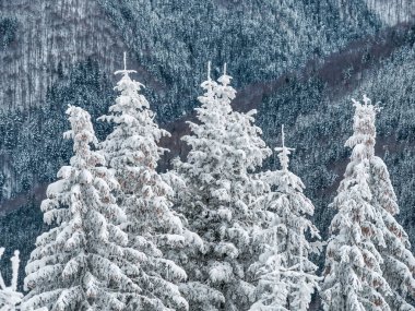 Taze beyaz karla kaplı çam ağaçlarıyla kaplı kış manzarası. Romanya 'daki Karpat Dağları