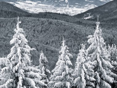 Taze beyaz karla kaplı çam ağaçlarıyla kaplı kış manzarası. Romanya 'daki Karpat Dağları