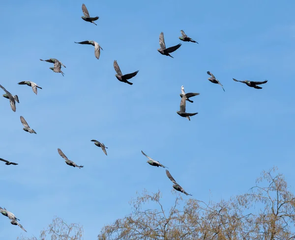 Nombreux Pigeons Columba Livia Domestica Volant Contre Ciel Bleu Clair — Photo