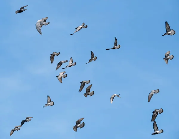 Nombreux Pigeons Columba Livia Domestica Volant Contre Ciel Bleu Clair — Photo