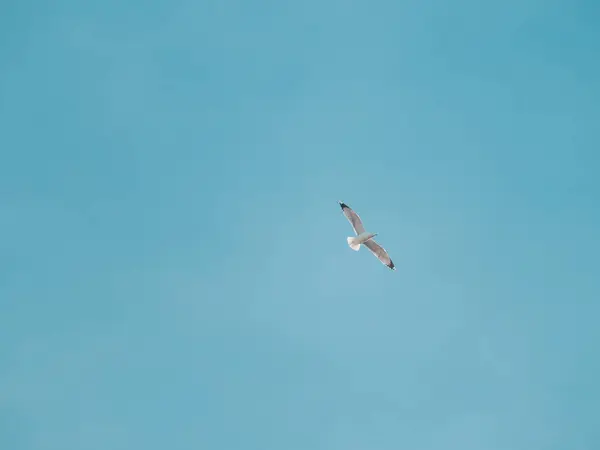 Singolo Gabbiano Uccello Bianco Isolato Che Vola Con Ali Larghe — Foto Stock
