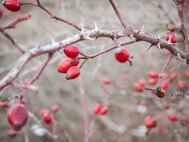 Kırmızı gül kalça böğürtlenleri çalılıklarda ya da çalılıklarda dikenli bir dalda