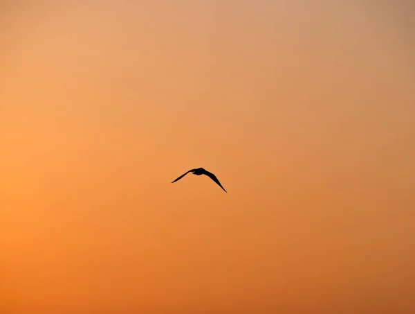 Silhouette Oiseau Volant Coucher Soleil Sur Fond Orange — Photo