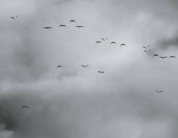 Una Bandada Gaviotas Volando Contra Cielo Nublado —  Fotos de Stock