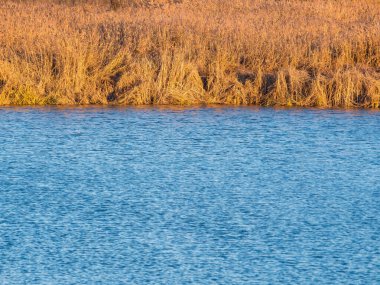 Bükreş-Romanya 'daki Vacaresti Park Doğa Rezervi' nde suya yansıyan kurumuş altın sarısı sazlıklar.,