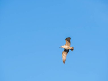 Açık mavi gökyüzüne doğru uçan bir martı.