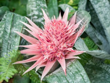 Gümüş vazo ya da vazo bitkisi olarak da bilinen Aechmea fasciata bitkisinin pembe çiçeğine yakın durun. Brezilya 'ya özgü Bromeliaceae ailesinden bitki.