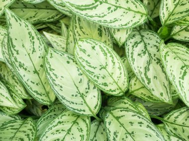 Aglaonema spp ebediyen yeşil süs bitkisi yaprağıyla kapat.