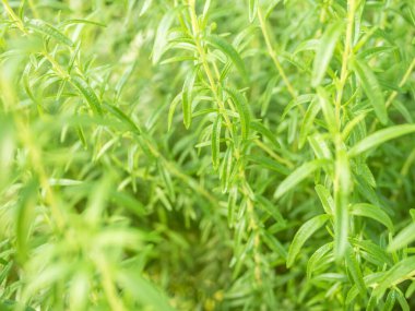 Rosmarinus officinalis, Salvia Rosmarinus, yaygın olarak yeşil biberiye yaprağı olarak bilinir.