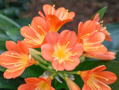 Orange Clivia miniata, Natal Lily ya da çalılık zambağı çiçeği. Çiçek açan portakal çiçeği.
