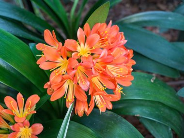 Orange Clivia miniata, Natal Lily ya da çalılık zambağı çiçeği. Çiçek açan portakal çiçeği.