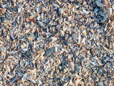 Kumsalda çeşitli deniz kabuğu parçaları var. Küçük deniz kabuğu parçalarıyla arkaplan dokusu