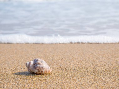 Small seashell on the beach in the sand with the water of the sea in the background.