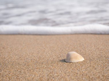 Small seashell on the beach in the sand with the water of the sea in the background.