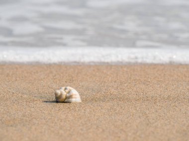 Small seashell on the beach in the sand with the water of the sea in the background.
