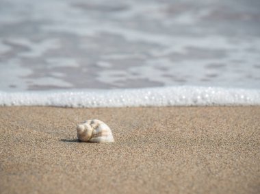 Small seashell on the beach in the sand with the water of the sea in the background.