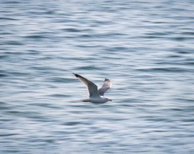 Seagull flying over the surface of the water