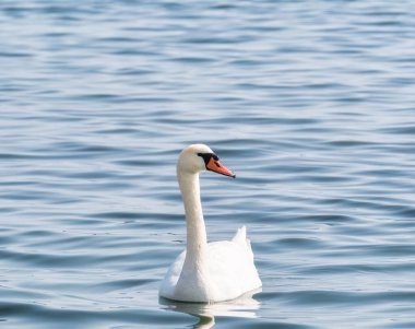 Graceful white swan (Cygnus olor) swimming on a lake or seaTwo graceful white swans (Cygnus olor) swimming on a lake or sea