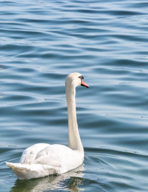 Gölde ya da denizde yüzen iki zarif beyaz kuğu (Kuğu rengi)