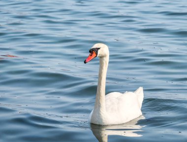 Gölde ya da denizde yüzen iki zarif beyaz kuğu (Kuğu rengi)