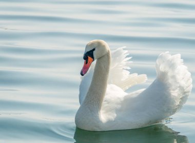 Gölde ya da denizde yüzen iki zarif beyaz kuğu (Kuğu rengi)