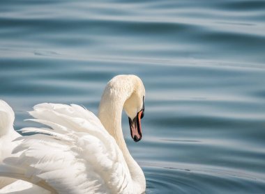 Gölde ya da denizde yüzen iki zarif beyaz kuğu (Kuğu rengi)