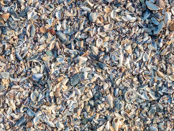 Kumsalda çeşitli deniz kabuğu parçaları var. Küçük deniz kabuğu parçalarıyla arkaplan dokusu