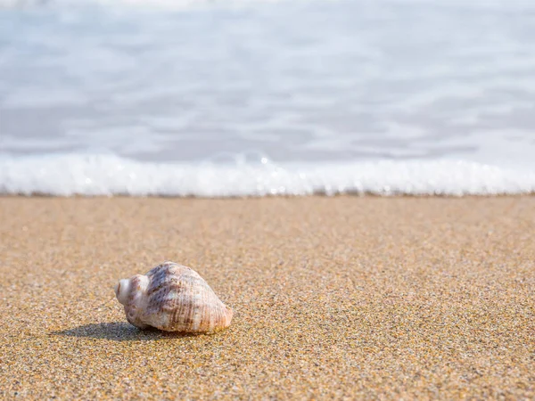 Small seashell on the beach in the sand with the water of the sea in the background.